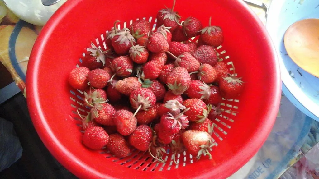 Чайная беседка