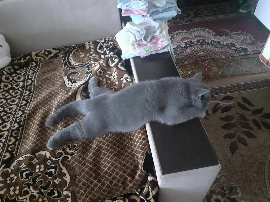 Tapтaлeтки & Ко