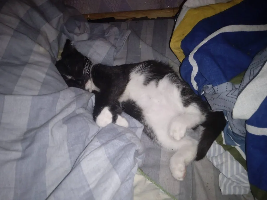 Помогите найти котятам дом!