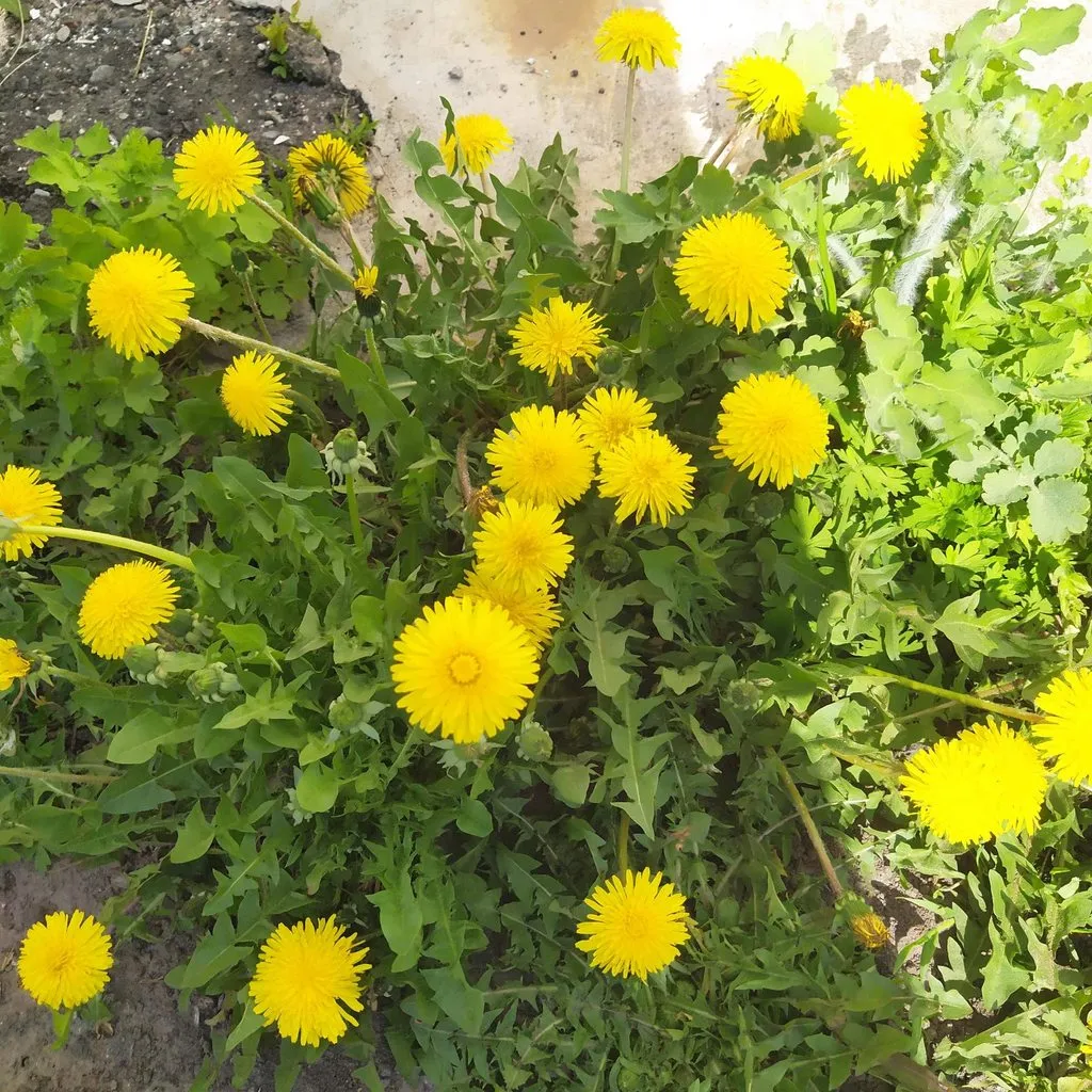 Чайная беседка