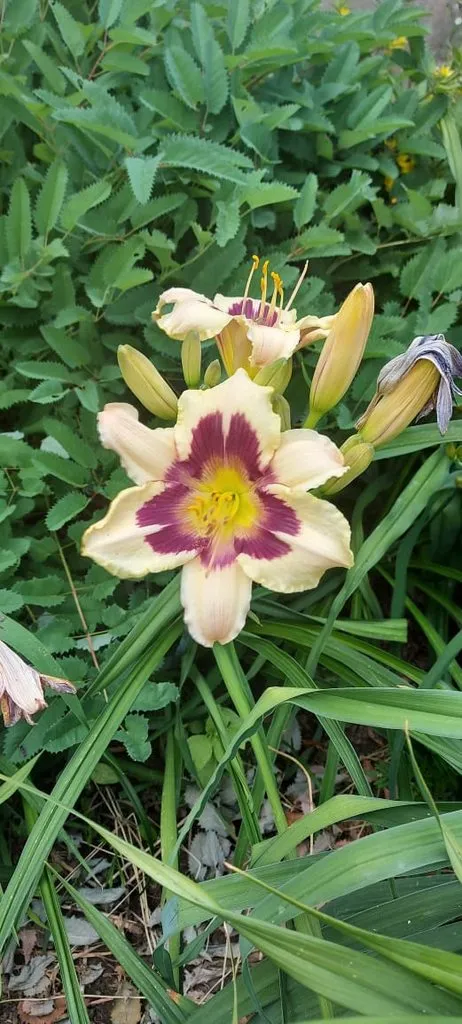 Чайная беседка