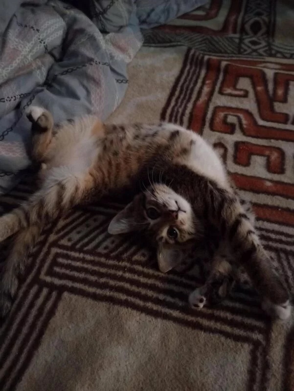 Чайная беседка