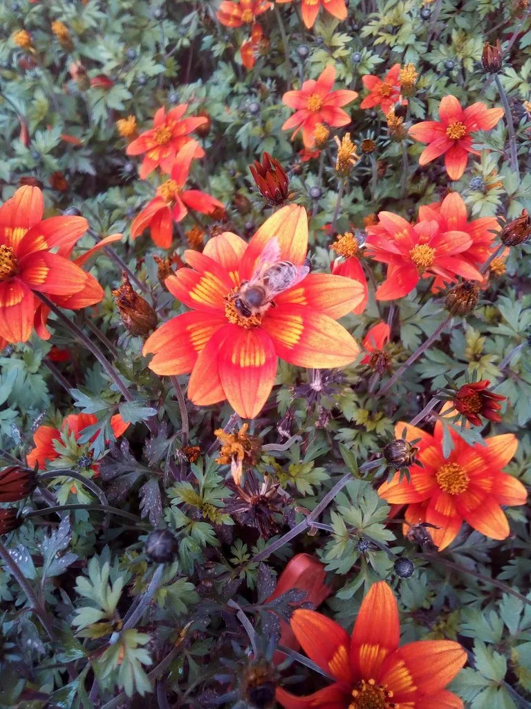 Чайная беседка