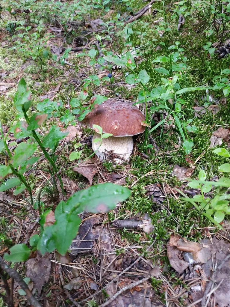 Чайная беседка