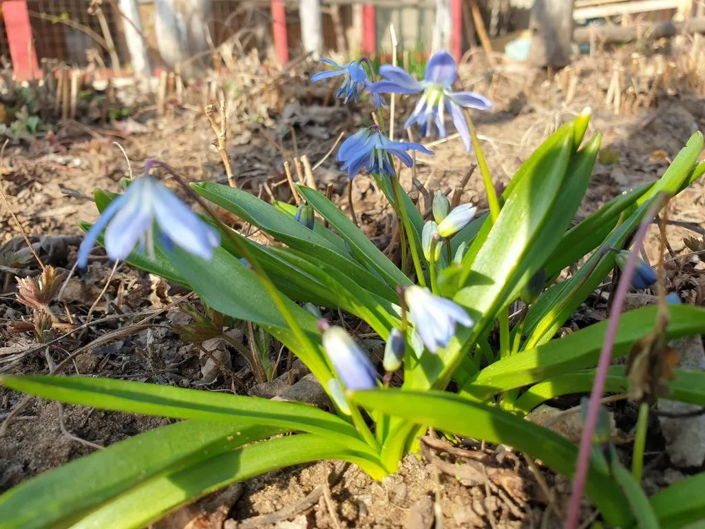 Чайная беседка