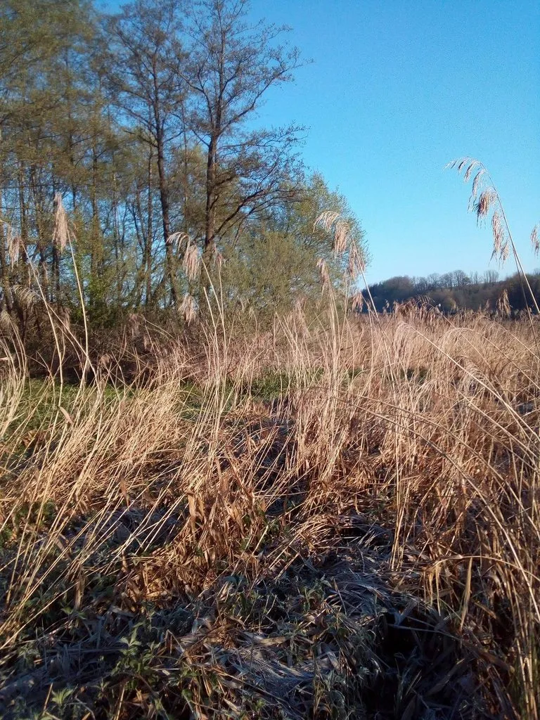 Чайная беседка