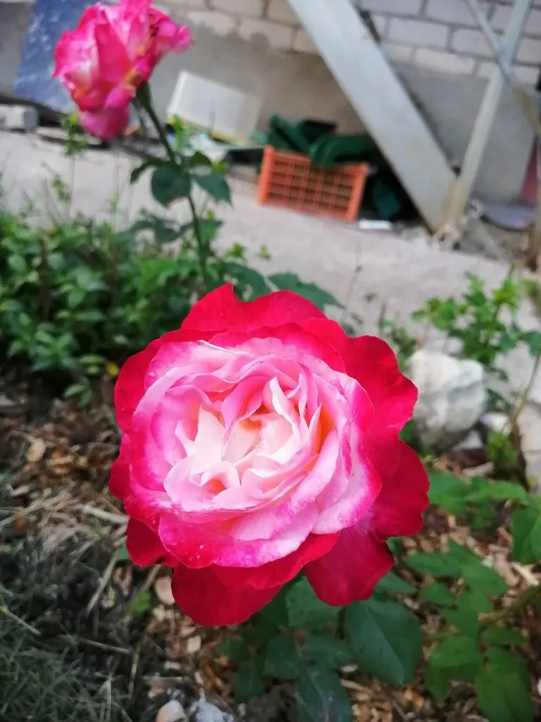 Чайная беседка