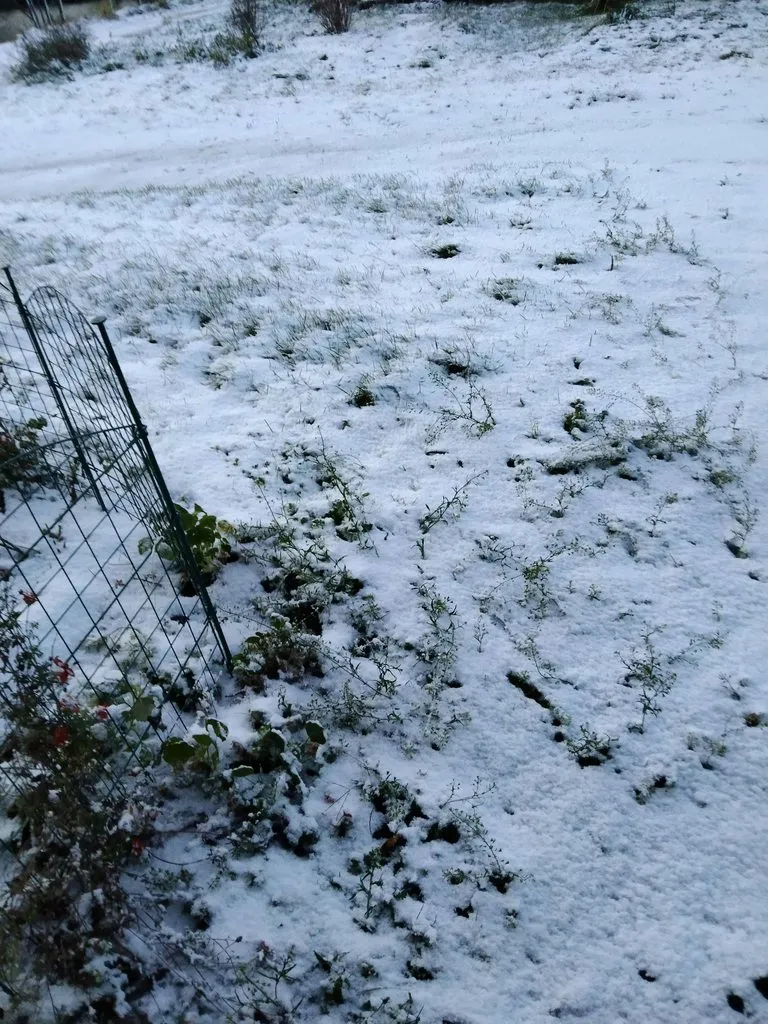 Чайная беседка