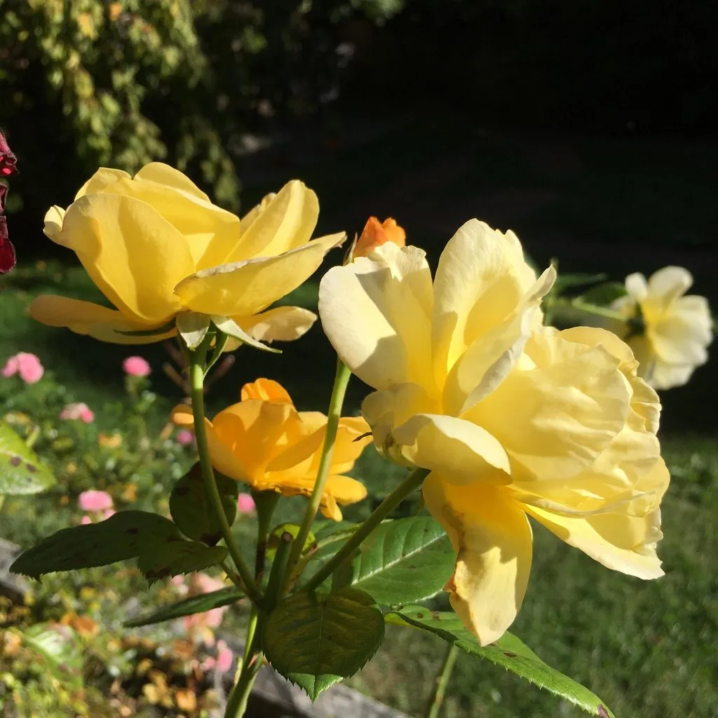 Чайная беседка