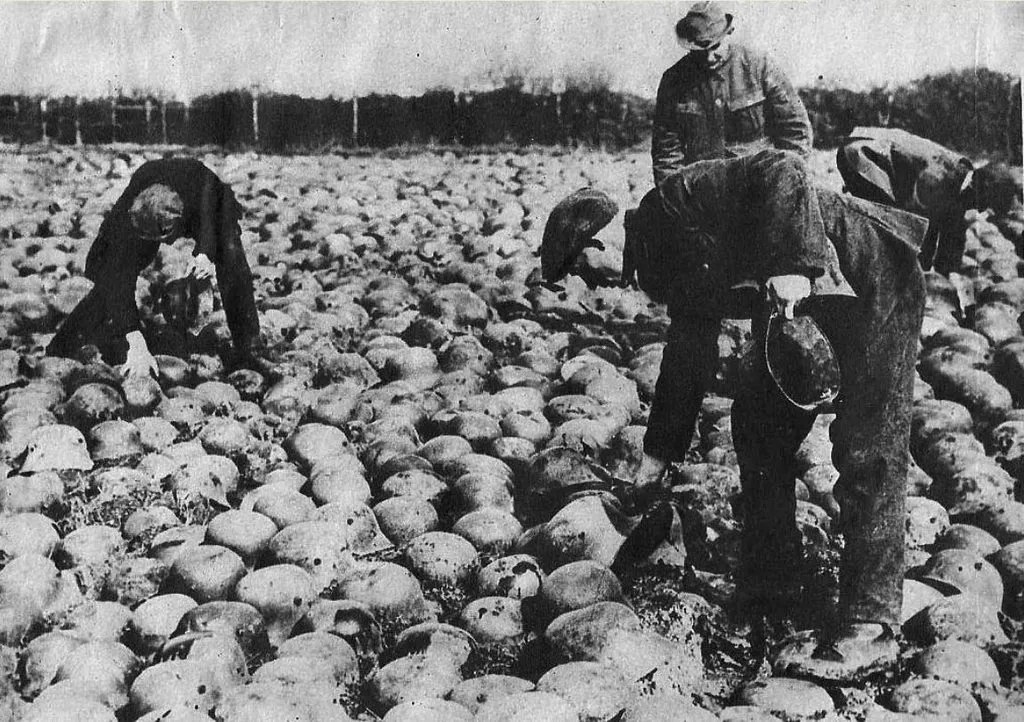 Запечатленная история