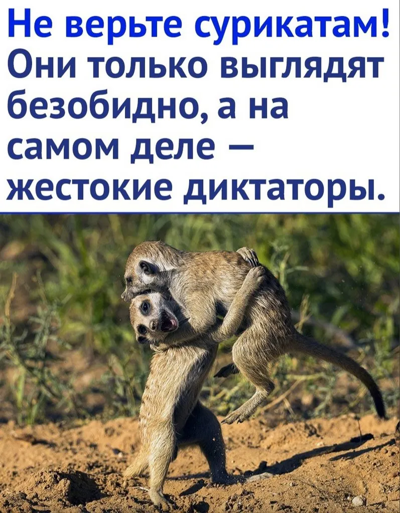 Эти забавные животные