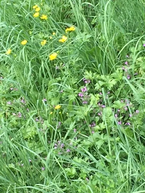 Чайная беседка