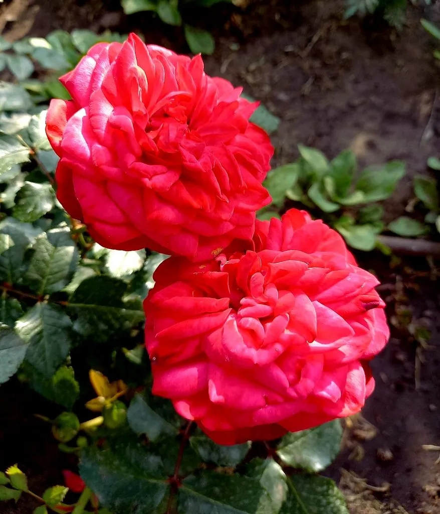 Флора