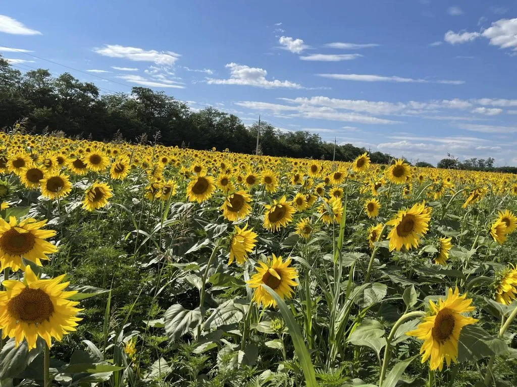 Чайная беседка