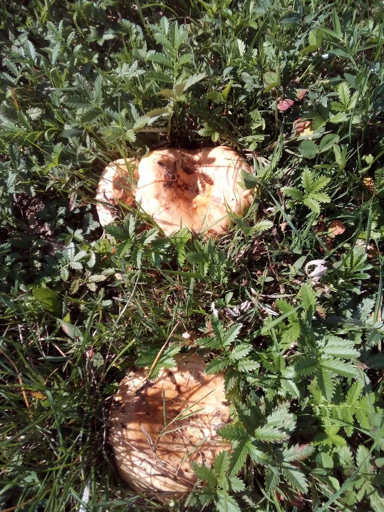 Чайная беседка