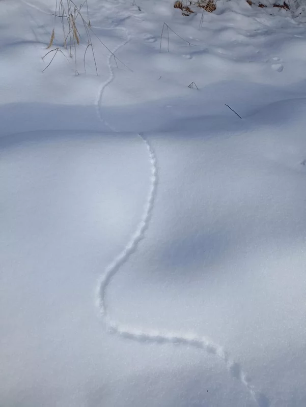 Фотонастроение