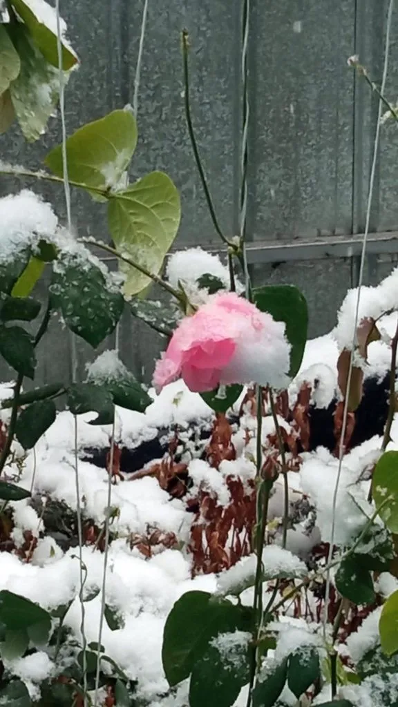 Чайная беседка