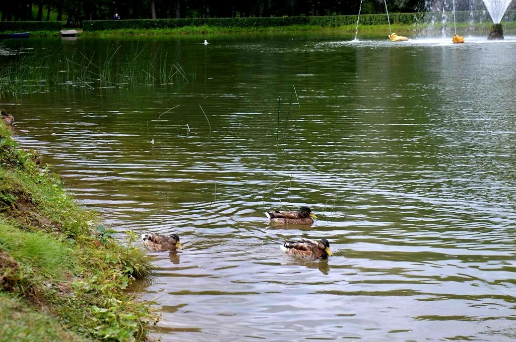 Чайная беседка