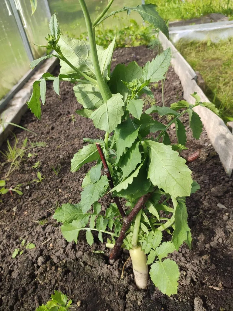 Кафе «У пани Сони»