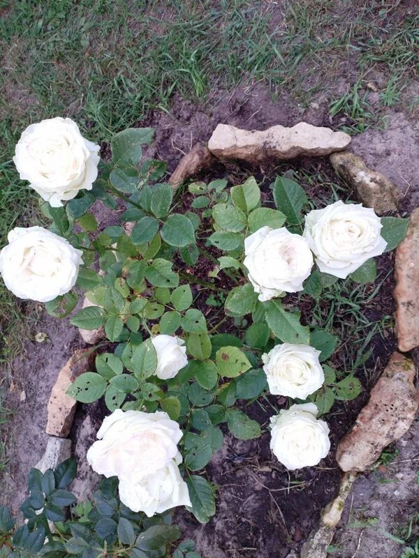 Чайная беседка