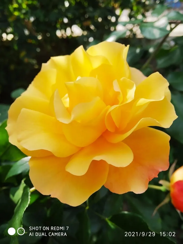 Чайная беседка