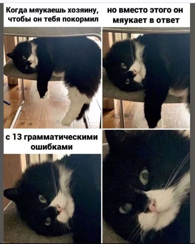 Кто сказал "Мяу"?