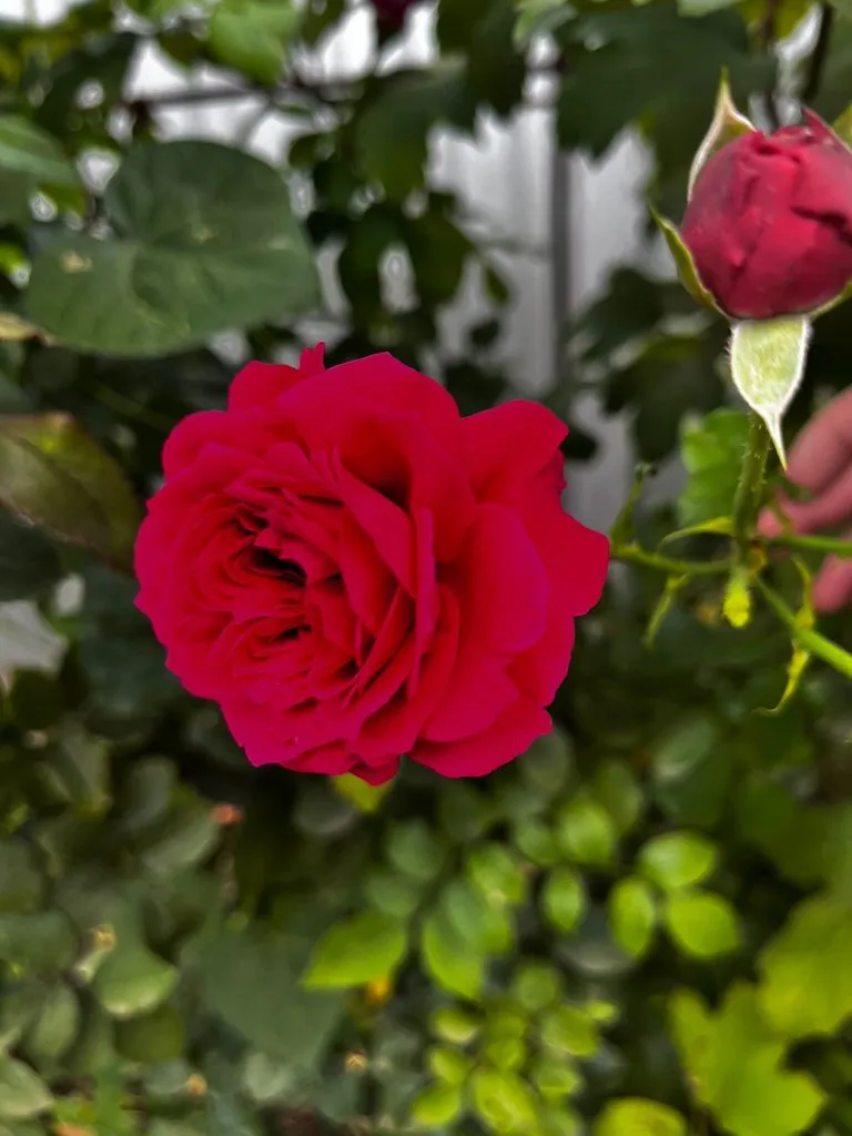 Чайная беседка