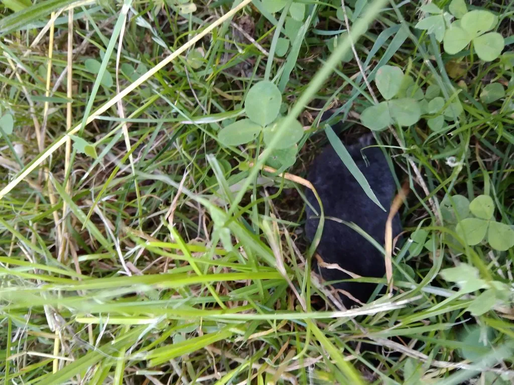 Чайная беседка