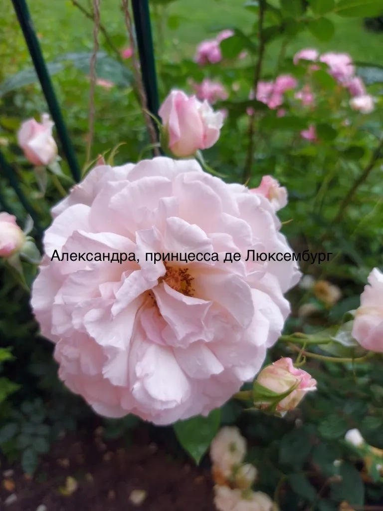 Флора