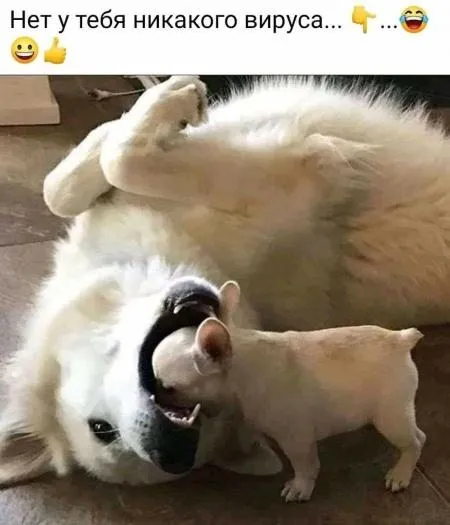 Эти забавные животные