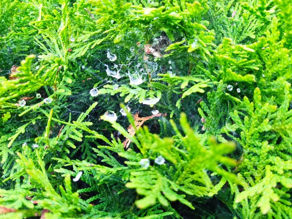 Чайная беседка