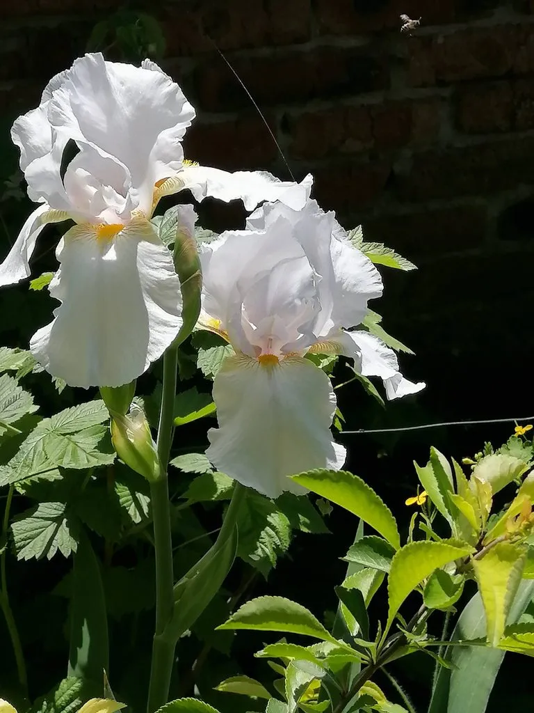 Чайная беседка