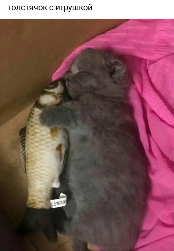 Кошичкина полиция