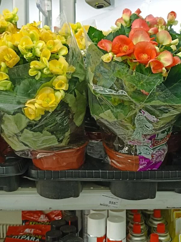 Флора