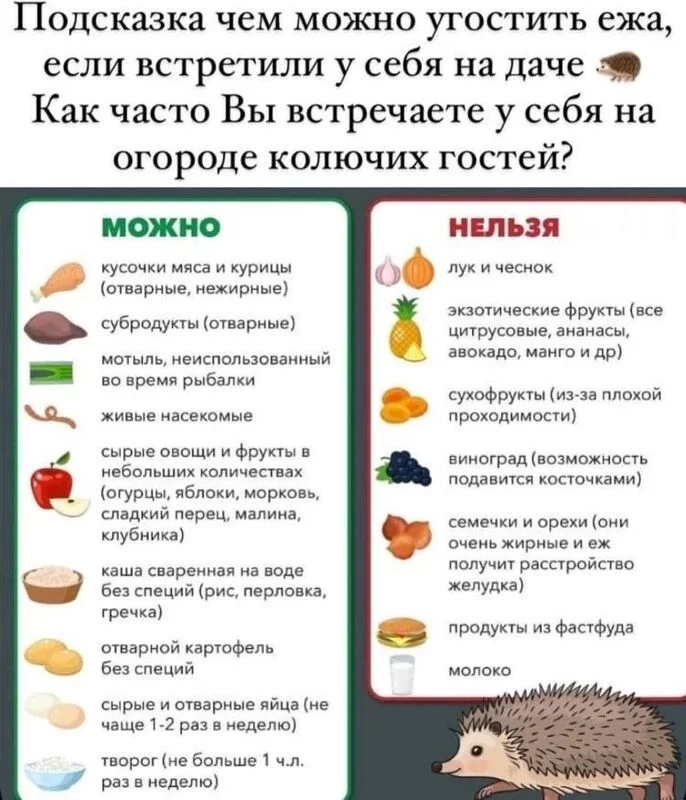 Домашняя инфографика