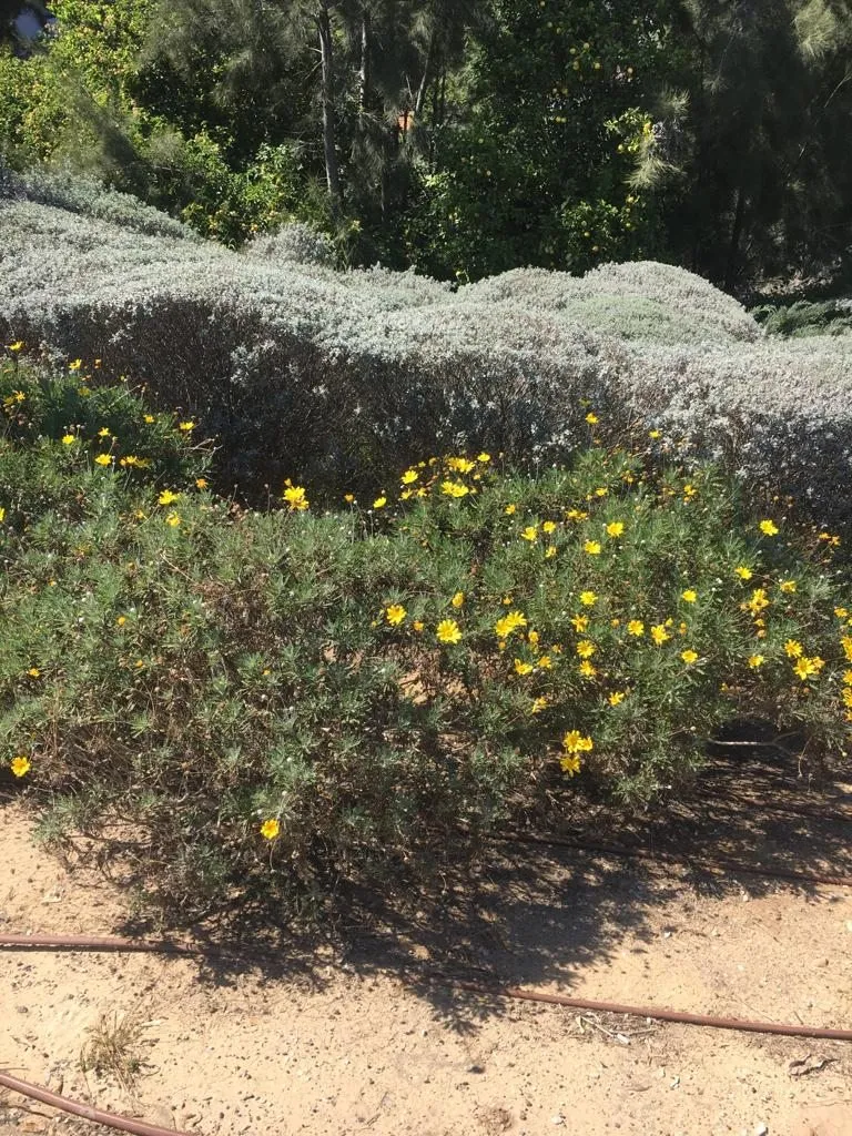 Чайная беседка