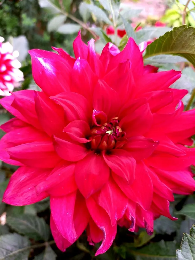 Чайная беседка