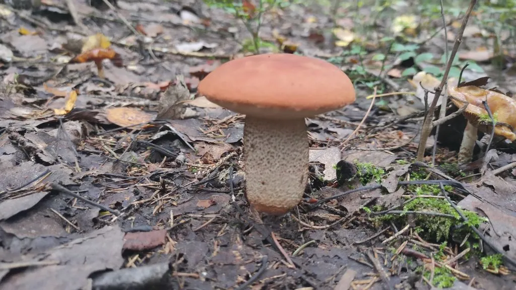По грибы с лукошком