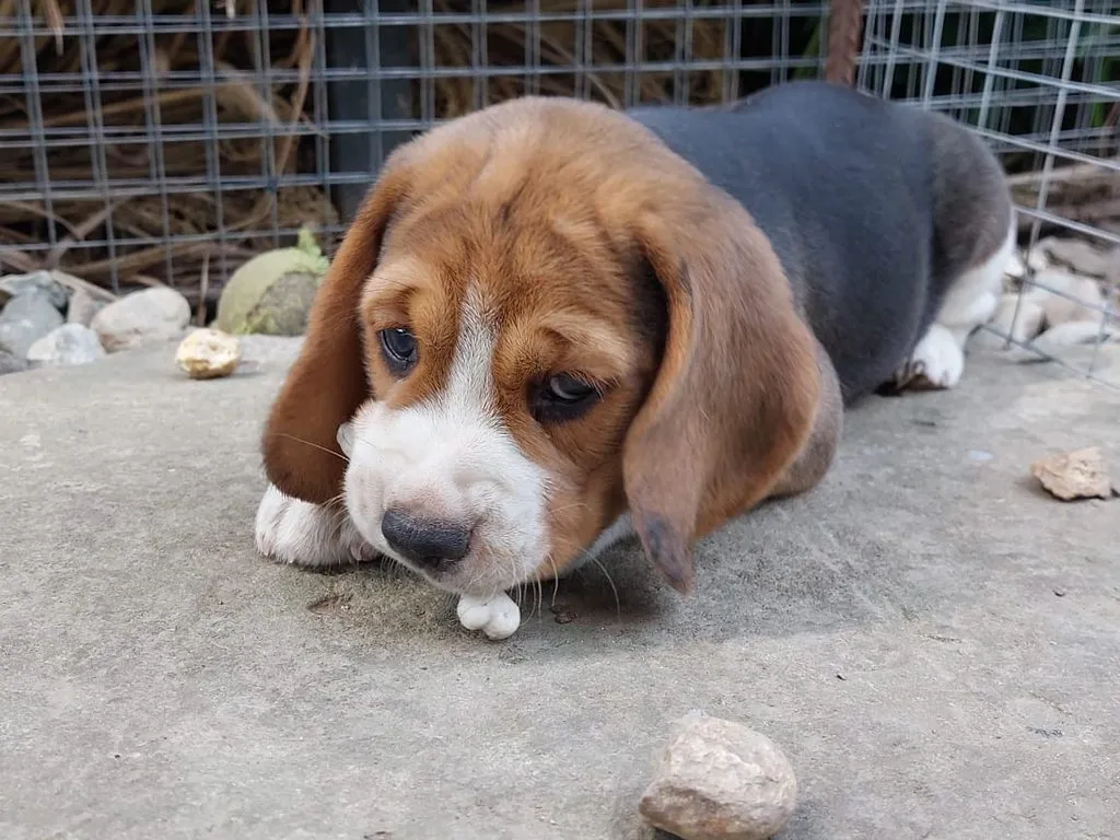 Чайная беседка