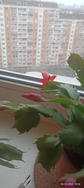 Зеленые любимцы