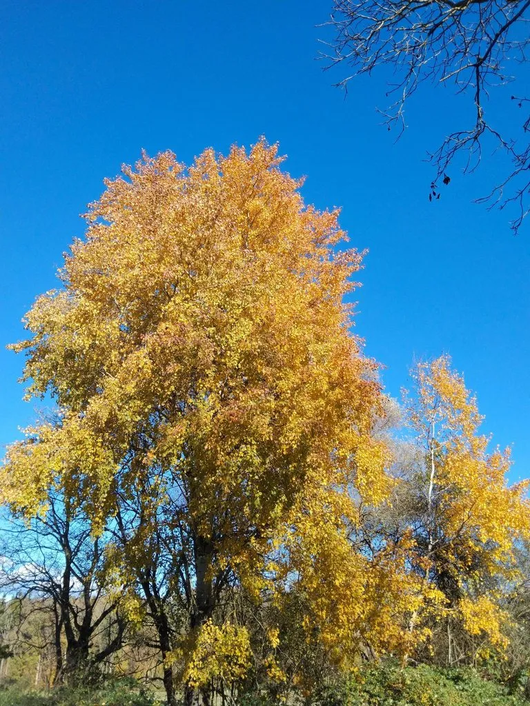 Чайная беседка