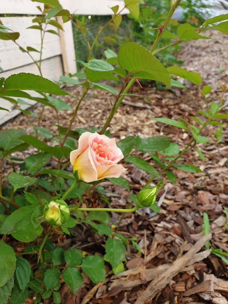 Чайная беседка