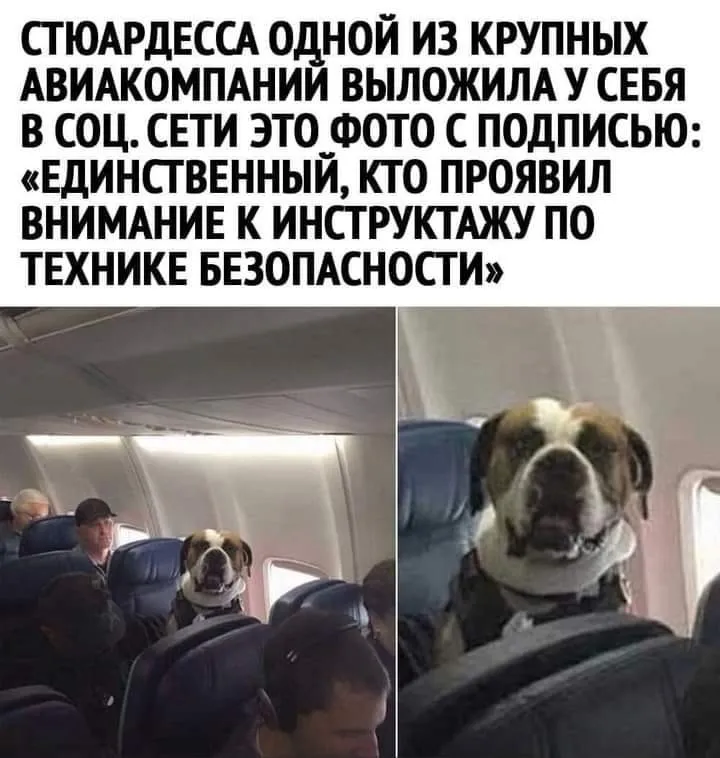 Эти забавные животные