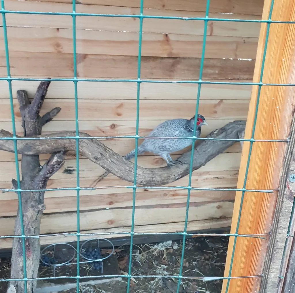 Чайная беседка