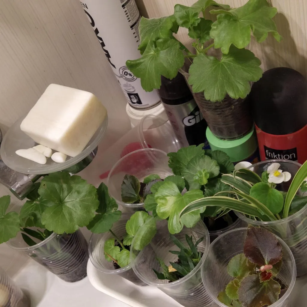 Чайная беседка