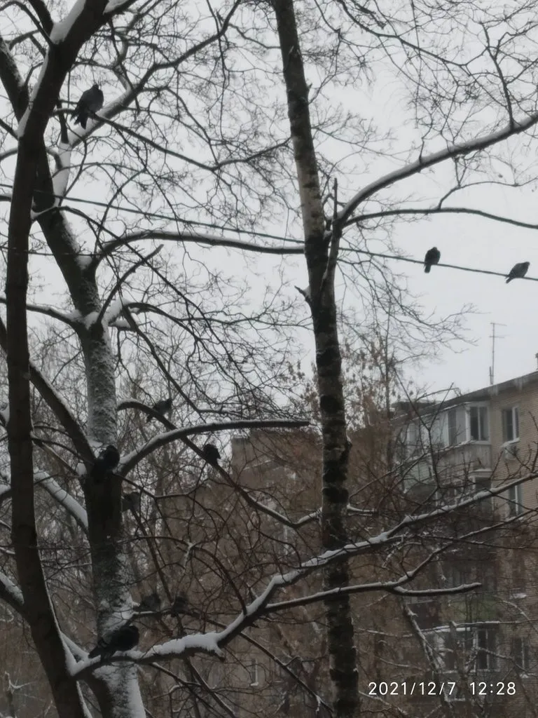 Tapтaлeтки & Ко