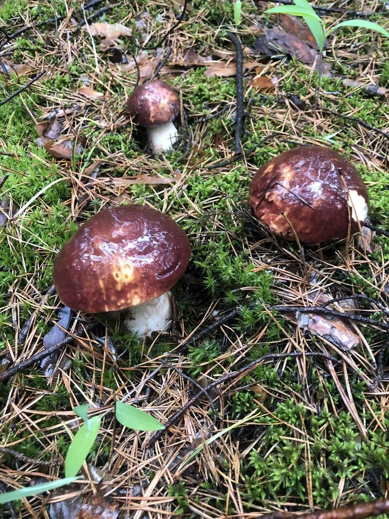 По грибы с лукошком