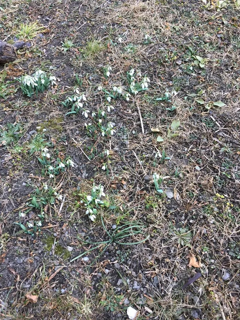 Чайная беседка