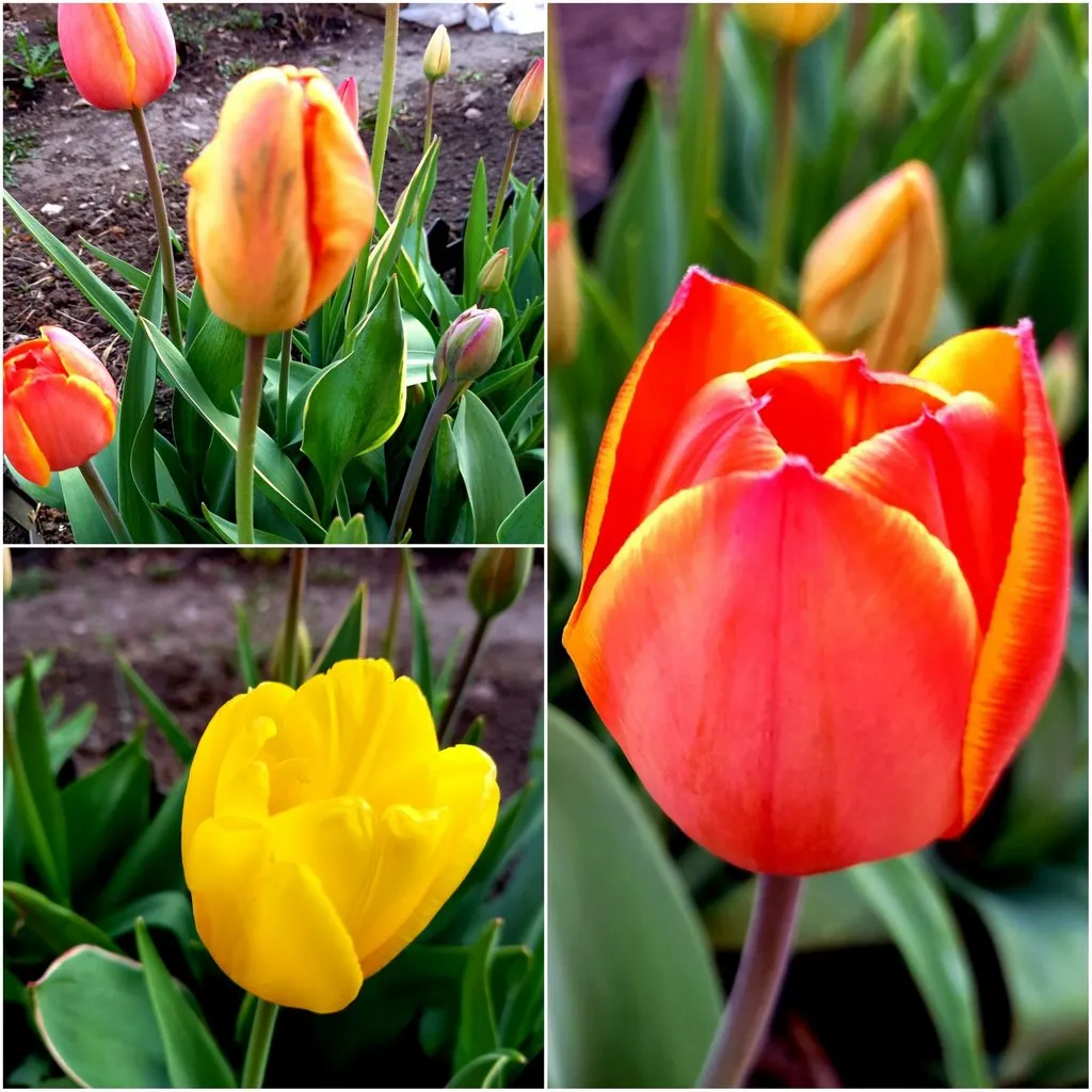 Tapтaлeтки & Ко