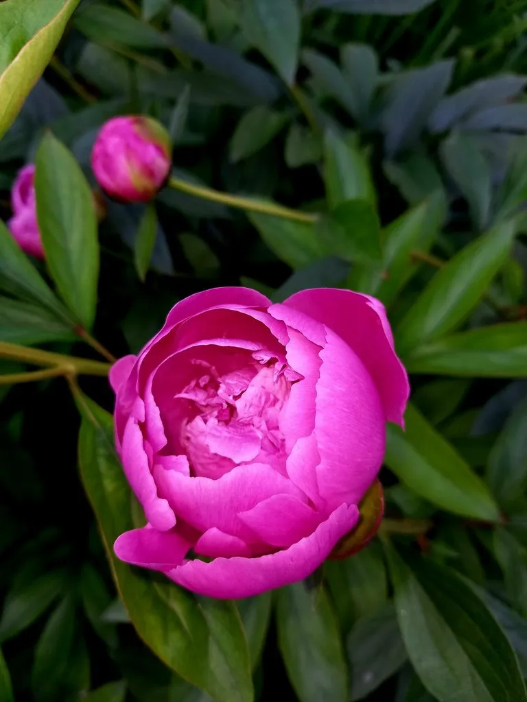 Чайная беседка